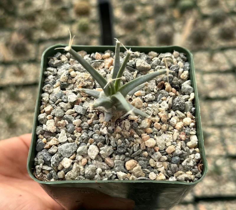 Leuchtenbergia Principis Cactus Live Plant – Unique Agave Cactus – 4 inch, 6 inch pot - Image 4