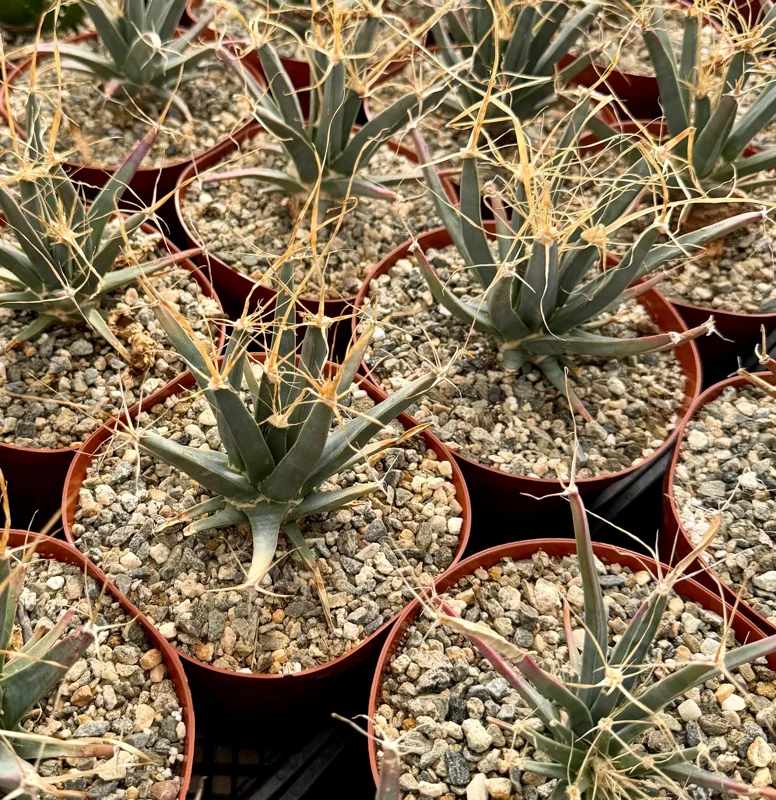 Leuchtenbergia Principis Cactus Live Plant – Unique Agave Cactus – 4 inch, 6 inch pot - Image 1