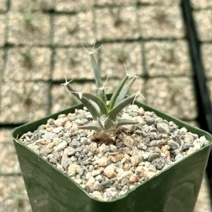 Leuchtenbergia Principis Live Cactus Plant – Unique Agave Cactus in 6 Inch Pot - Image 3
