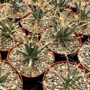 Leuchtenbergia Principis Live Cactus Plant – Unique Agave Cactus in 6 Inch Pot - Image 1