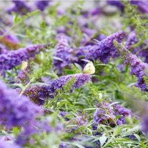 Light Blue Buddleia Live Plant - Fragrant Butterfly Bush, 4-6 Inch Tall - Image 2