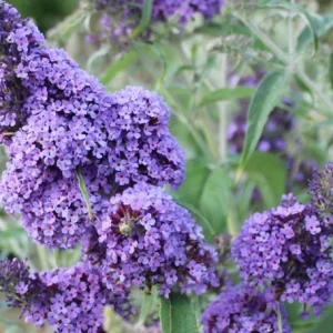 Light Blue Buddleia Live Plant - Fragrant Butterfly Bush, 4-6 Inch Tall - Image 3