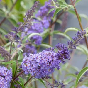 Light Blue Buddleia Live Plant - Fragrant Butterfly Bush, 4-6 Inch Tall - Image 4