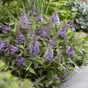 Light Blue Buddleia Live Plant - Fragrant Butterfly Bush, 4-6 Inch Tall - Image 5