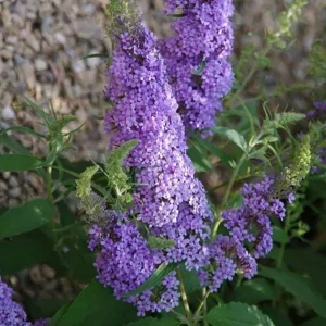 Light Blue Buddleia Live Plant - Fragrant Butterfly Bush, 4-6 Inch Tall - Image 6
