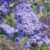 Light Blue Buddleia Live Plant - Fragrant Butterfly Bush, 4-6 Inch Tall - Image 1