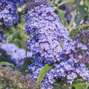 Light Blue Buddleia Live Plant - Fragrant Butterfly Bush, 4-6 Inch Tall - Image 1