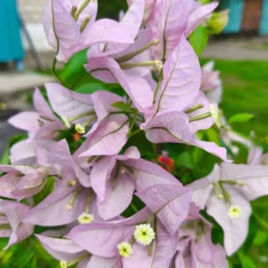 Light Pink Bougainvillea Live Plant - Set of 2, 5-7 Inch Tall Climbing Outdoor/Indoor - Image 10
