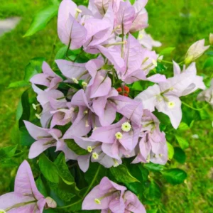 Light Pink Bougainvillea Live Plant - Set of 2, 5-7 Inch Tall Climbing Outdoor/Indoor - Image 2