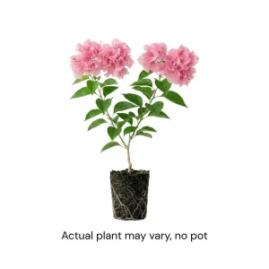 Light Pink Bougainvillea Live Plant - Set of 2, 5-7 Inch Tall Climbing Outdoor/Indoor - Image 3