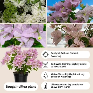 Light Pink Bougainvillea Live Plant - Set of 2, 5-7 Inch Tall Climbing Outdoor/Indoor - Image 4