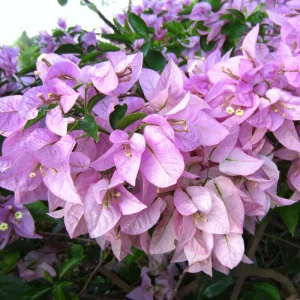 Light Pink Bougainvillea Live Plant - Set of 2, 5-7 Inch Tall Climbing Outdoor/Indoor - Image 5