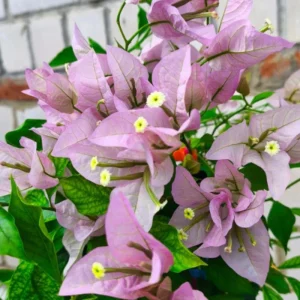 Light Pink Bougainvillea Live Plant - Set of 2, 5-7 Inch Tall Climbing Outdoor/Indoor - Image 6