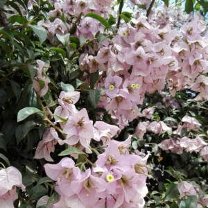 Light Pink Bougainvillea Live Plant - Set of 2, 5-7 Inch Tall Climbing Outdoor/Indoor - Image 7