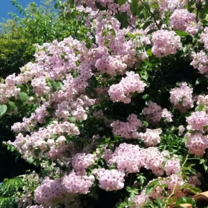Light Pink Bougainvillea Live Plant - Set of 2, 5-7 Inch Tall Climbing Outdoor/Indoor - Image 8