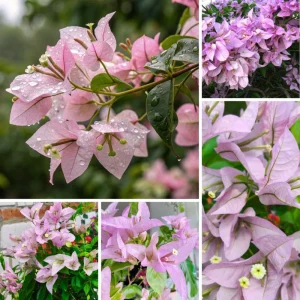 Light Pink Bougainvillea Live Plant - Set of 2, 5-7 Inch Tall Climbing Outdoor/Indoor - Image 9