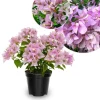 Light Pink Bougainvillea Live Plant - Set of 2, 5-7 Inch Tall Climbing Outdoor/Indoor - Image 1