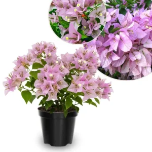 Light Pink Bougainvillea Live Plant - Set of 2, 5-7 Inch Tall Climbing Outdoor/Indoor - Image 1