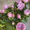 Light Purple Miniature Rose Plant – Live Mini Rose Bush 3-8 Inch Tall - Image 1