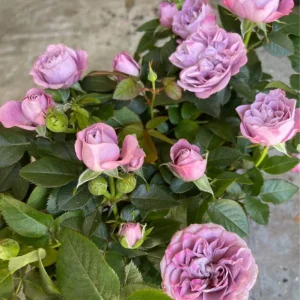 Light Purple Miniature Rose Plant – Live Mini Rose Bush 3-8 Inch Tall - Image 1