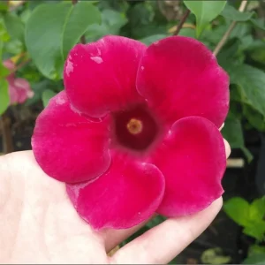 Lil Red Allamanda Live Starter Plant, 2 Pack, 4-8 Inch Tall, Vibrant Red Blooms - Image 2