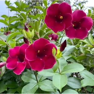 Lil Red Allamanda Live Starter Plant, 2 Pack, 4-8 Inch Tall, Vibrant Red Blooms - Image 4