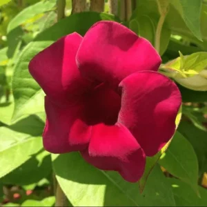 Lil Red Allamanda Live Starter Plant, 2 Pack, 4-8 Inch Tall, Vibrant Red Blooms - Image 5