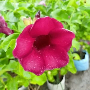 Lil Red Allamanda Live Starter Plant, 2 Pack, 4-8 Inch Tall, Vibrant Red Blooms - Image 6