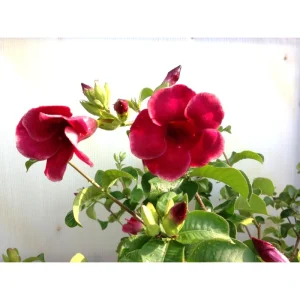 Lil Red Allamanda Live Starter Plant, 2 Pack, 4-8 Inch Tall, Vibrant Red Blooms - Image 7