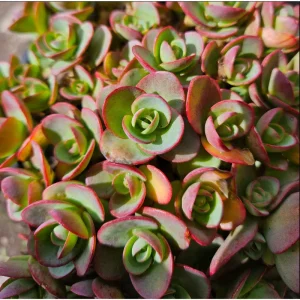 Lime Zinger Sedum Succulent Plant 2 Inch - Indoor/Outdoor Live Plant - Image 2