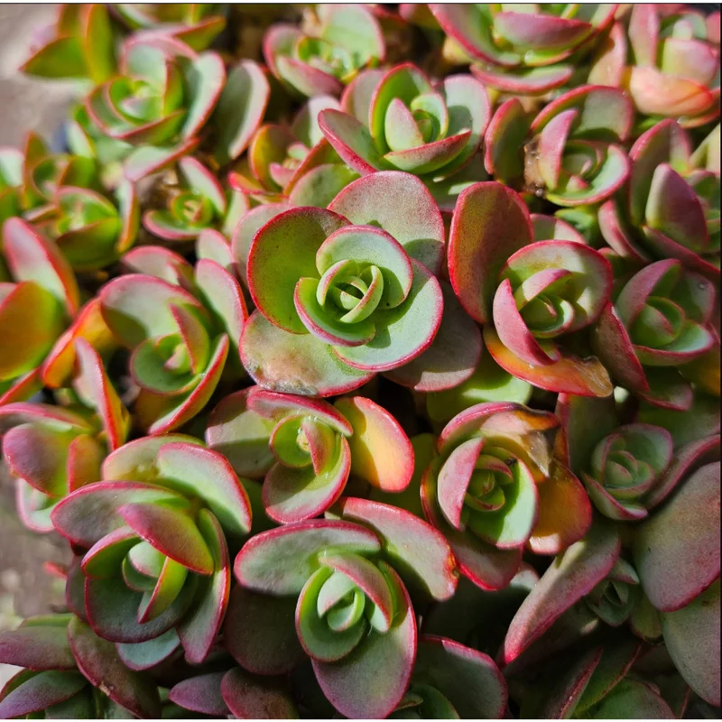 Lime Zinger Sedum Succulent Plant 2 Inch - Indoor/Outdoor Live Plant - Image 2