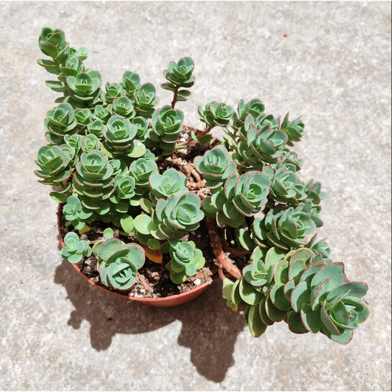 Lime Zinger Sedum Succulent Plant 2 Inch - Indoor/Outdoor Live Plant - Image 3