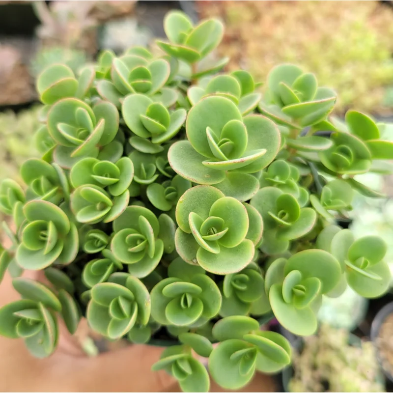 Lime Zinger Sedum Succulent Plant 2 Inch - Indoor/Outdoor Live Plant - Image 4