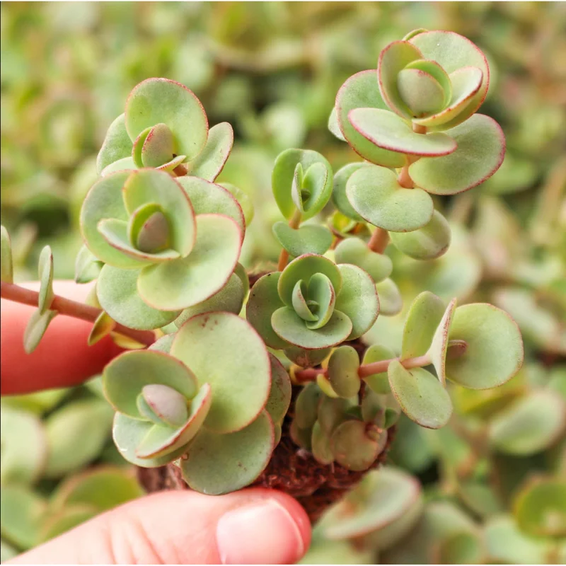 Lime Zinger Sedum Succulent Plant 2 Inch - Indoor/Outdoor Live Plant - Image 5
