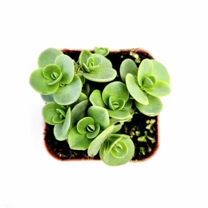 Lime Zinger Sedum Succulent Plant 2 Inch - Indoor/Outdoor Live Plant - Image 6