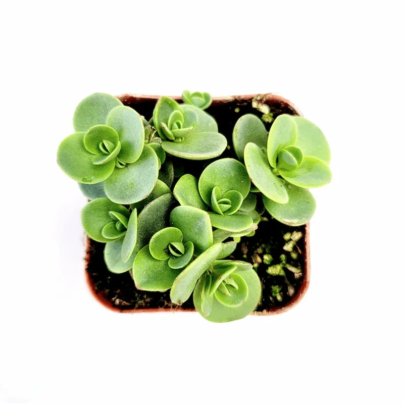 Lime Zinger Sedum Succulent Plant 2 Inch - Indoor/Outdoor Live Plant - Image 6