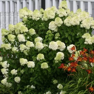 Limelight Hydrangea Bare Root Plant – 2 Pack, 1-2 ft Tall, Outdoor Shrub - Image 2