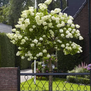 Limelight Hydrangea Bare Root Plant – 2 Pack, 1-2 ft Tall, Outdoor Shrub - Image 3