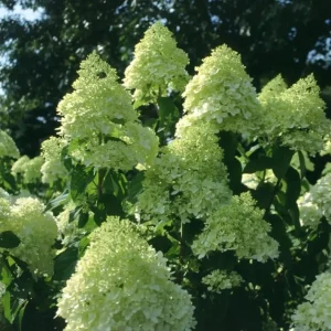 Limelight Hydrangea Bare Root Plant – 2 Pack, 1-2 ft Tall, Outdoor Shrub - Image 4