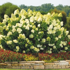 Limelight Hydrangea Bare Root Plant – 2 Pack, 1-2 ft Tall, Outdoor Shrub - Image 5