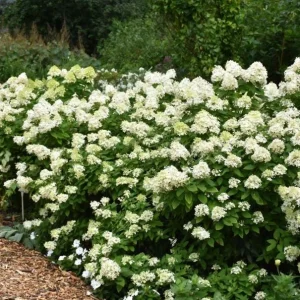 Limelight Hydrangea Bare Root Plant – 2 Pack, 1-2 ft Tall, Outdoor Shrub - Image 6