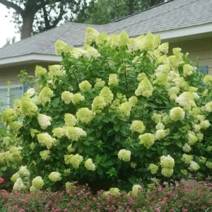 Limelight Hydrangea Bare Root Plant – 2 Pack, 1-2 ft Tall, Outdoor Shrub - Image 1