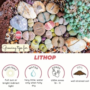 Lithop Seeds Mix - Living Stone Succulent Seeds for Planting - Image 2
