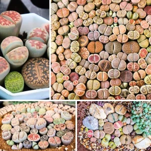 Lithop Seeds Mix - Living Stone Succulent Seeds for Planting - Image 3