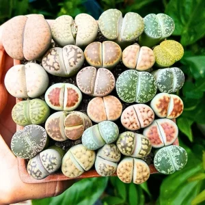 Lithop Seeds Mix - Living Stone Succulent Seeds for Planting - Image 4