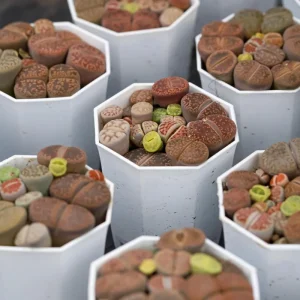 Lithop Seeds Mix - Living Stone Succulent Seeds for Planting - Image 5