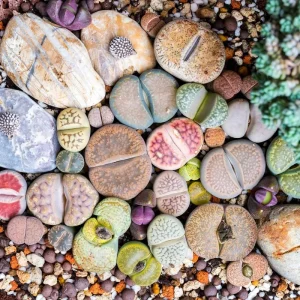 Lithop Seeds Mix - Living Stone Succulent Seeds for Planting - Image 6