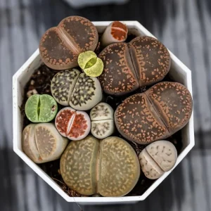 Lithop Seeds Mix - Living Stone Succulent Seeds for Planting - Image 7