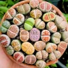Lithop Seeds Mix - Living Stone Succulent Seeds for Planting - Image 1