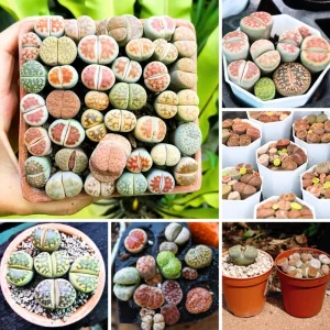 Lithops Live Plants - Colorful Living Stone Succulents for Indoor & Outdoor - Image 3